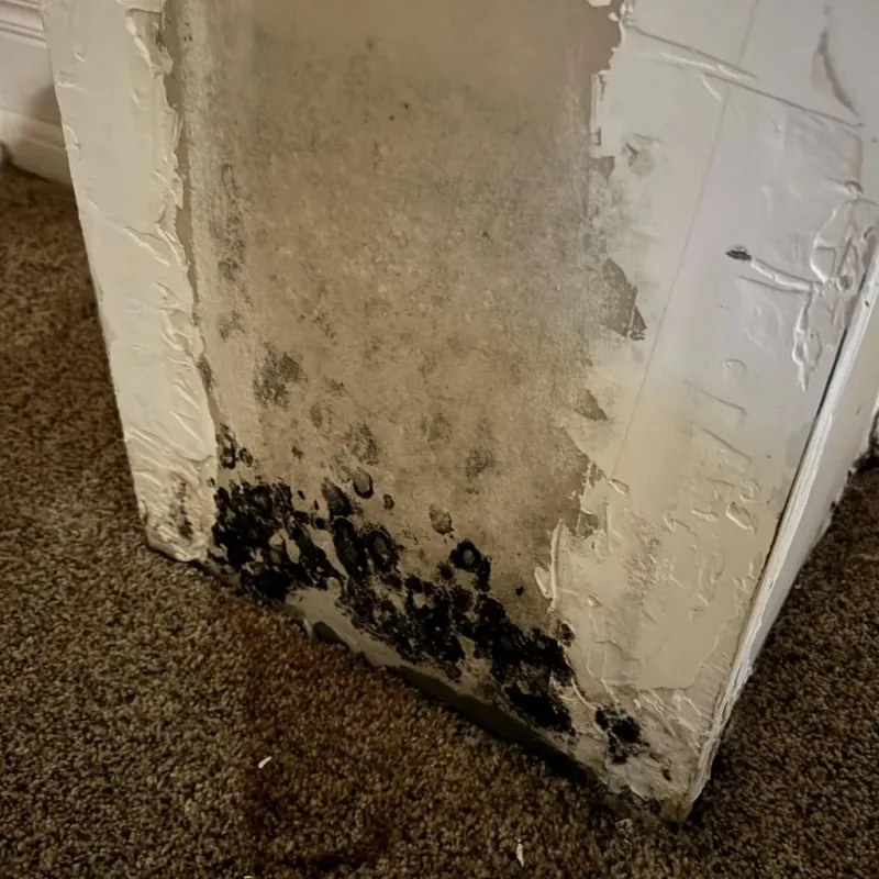 Professional Mold Removal in Marthasville, MO